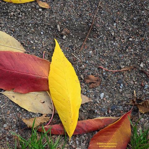 Colourful, autumnal foliage on the ground.