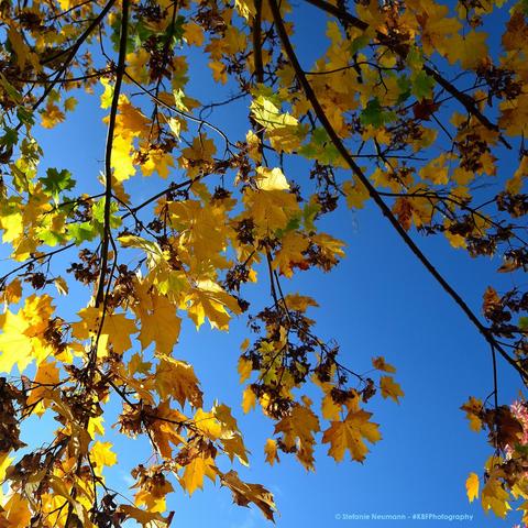 An autumnal-coloured maple canopy, seen against a clear, blue sky.
