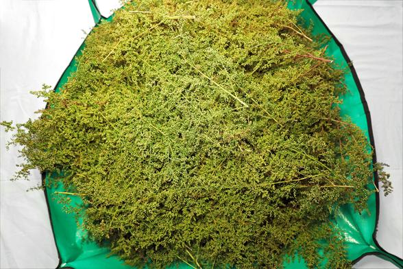 A 1 by 1 meter green tarp full of sweet annie aka sweet wormwood, sweet sagewort, annual mugwort, annual wormwood,... collected immediately after its blooming stage when it's loaded with goodness. Plant has extremely long season (~250 days) for a temperate CE zone (hardiness zone 8b) and it doesn't manage to get to this late stage of development healthy every year. It did this year though.