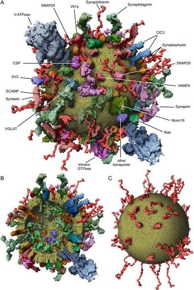 A 3D model of the protein composition of a synaptic vesicle, assembled from the results of extensive quantitative profiling, that inspired me initially from the pages of Alberts et al. Molecular Biology of the Cell