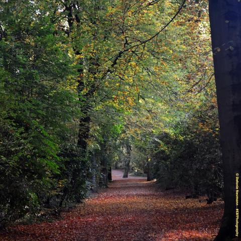 A foliage-covered path into a backlit, autumnal beech forest.