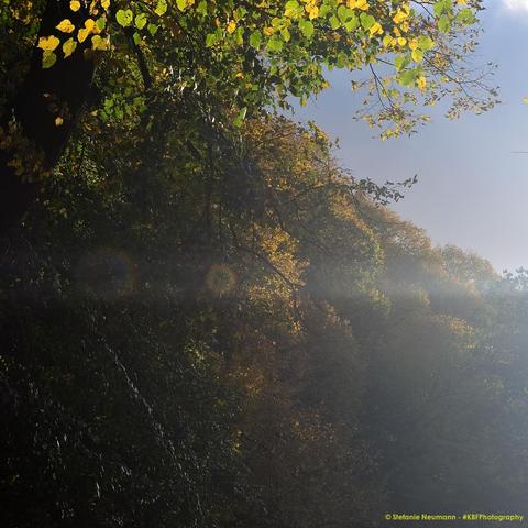 View into sun-drenched, autumnal tree canopies.