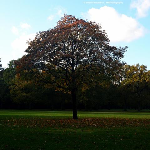 A slightly backlit, autumnal tree on a meadow, surrounded by its fallen foliage.
