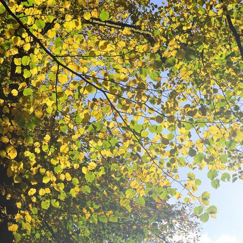 View into a backlit, autumnal linden canopy.