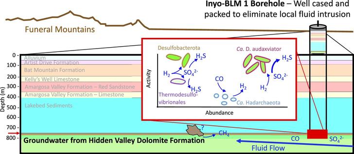 schematic of microbes and their metaboloic activities below ground