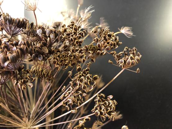 Offset picture of Dill seed heads in front of a black monitor. 
The flat disk shaped dark seeds have a pale edge, there are several seed heads present, one set near the back has had the seeds removed and is just stems.
