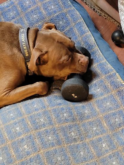 A medium sized, brown pitt bull almost  asleep holding a black, 8 pound barbell.  He is laying on a blue  patterned dog bed. To the right is a wood floor and a black hard rubber toy.
