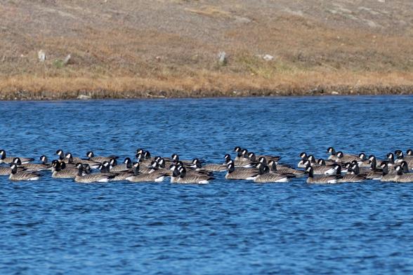 A flock of several dozen Cackling Geese swimming in a line on a choppy pond.