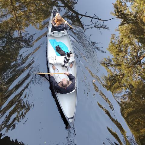 View from bridge above, looking down at canoeists.
Two canoeists, paddling along the river, with their 2 small dogs in boat.