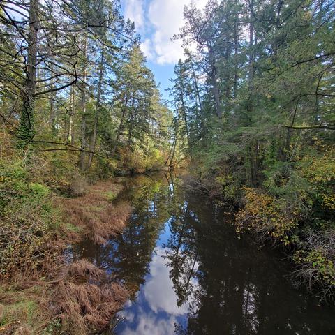 Colquitz River, in early Autumn - looking downstream.