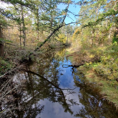 Colquitz River in early Autumn, looking upstream.