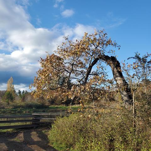 Part of the estuary area of Colquitz River, in Cuthbert Holmes Park. A small & gnarly Garry oak tree, arched over river viewpoint.