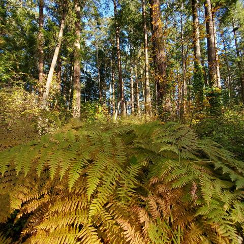 Ferns in foreground & forest above, in background.