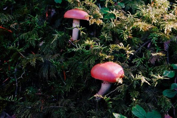 Two mushrooms with white bases and red tops with sunlight on them from the top right.
