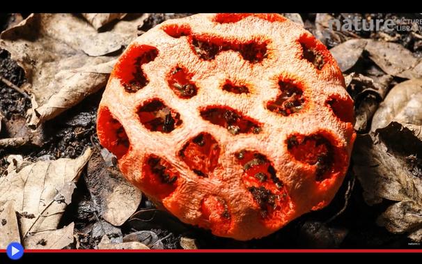 Vista ravvicinata: tondeggiante corpo fruttifero del basidiomiceto su un letto di foglie, dal colore rosso intenso ed una caratteristica forma reticolare, ottimale per lasciar fuoriuscire le spore dall'interno.