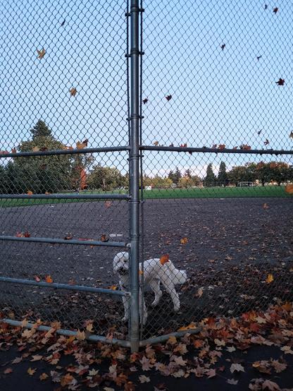 White Goldendoodle Stella behind fence. Leaves all around!