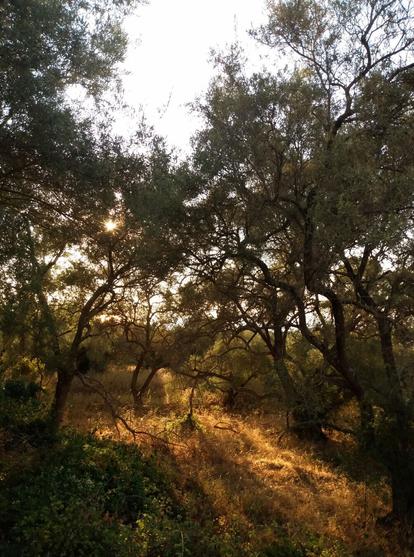 A piece of an overgrown olive grove with a clearing that shimmers golden in the sunlight and is surrounded by shady trees.
Ein Stück eines verwilderten Olivenhaines mit einer golden schinmernden Lichtung im diffusen Sonnenlicht, die von schattigen Bäumen umgeben ist