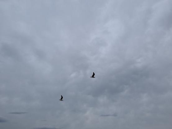 Seagulls flying across a cloudy sky