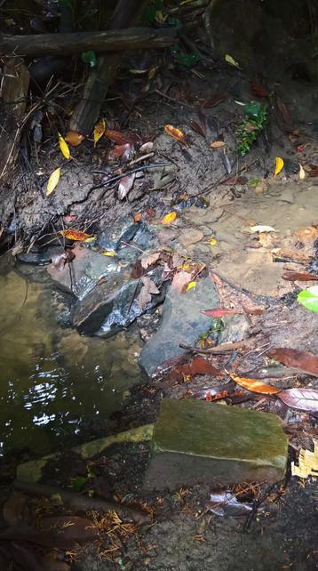 For #TheLittleFroggies...!