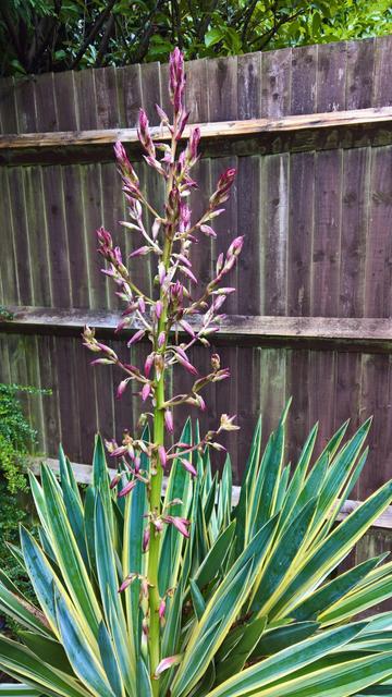 #Nope... #NotRoses...