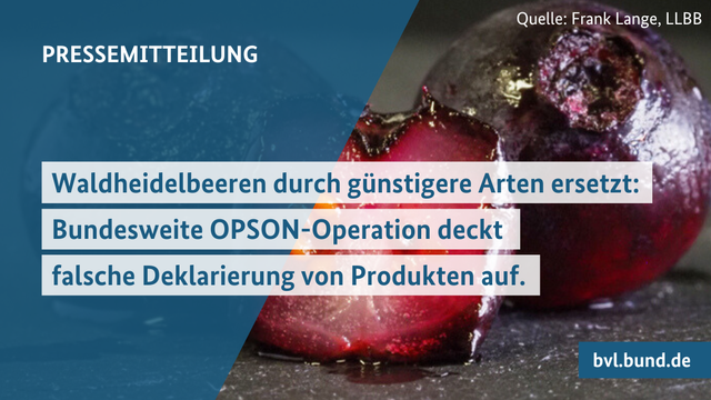 PRESSEMITTEILUNG: Waldheidelbeeren durch günstigere Arten ersetzt.