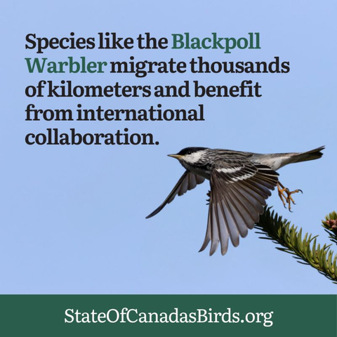 Image of a Blackpoll warbler flying with text "Species like the Blackpoll Warbler migrate thousands of kilometres and benefit from international collaboration. StateofCanadasBirds.org