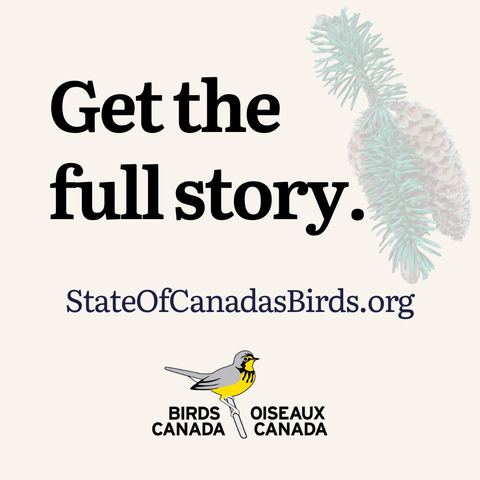 Text square stating "Get the full story, StateofCanadasBirds.org" with BirdsCanada logo and a little sketch of a blue spruce branch with blue spruce cones