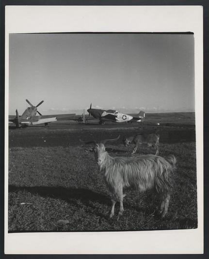 This black and white photograph features a pastoral scene juxtaposed with military aviation elements. In the foreground, two goats are seen grazing on grass; one goat is standing while another appears to be walking behind it. The fur of these animals looks unkempt, suggesting they might have been roaming free for some time.
In the middle ground, there's an open field leading up to a runway where several military aircrafts from World War II era can be seen parked or taxiing. There are at least three airplanes in view with distinctive propellers and markings that suggest their affiliation with American forces during WWII, such as stars on wings indicating U.S. Army Air Forces.
The backdrop shows a clear sky with no visible clouds, hinting at fair weather conditions. The setting appears to be an airfield or military base located somewhere in Italy, given the caption mentioning Ramitelli and March 1945. This could potentially relate to historical events involving American troops during WWII as it was around this time that Allied forces were engaging Nazi Germany on various fronts including campaigns in Europe.
Overall, there is a stark contrast between nature (represented by animals) and human-made machines, which creates an intriguing visual narrative within the frame of this photograph.