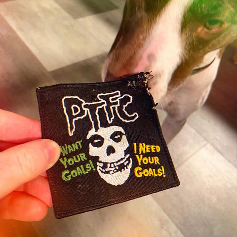 Small brown dog with a white nose blaze sniffing a misfits – themed patch that she chewed up earlier this morning.