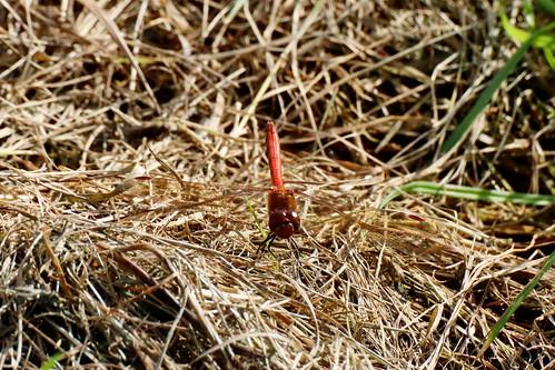 A photo titled "Dragonfly_01", taken near Bridge 22. Lea Hall Bridge by Wildlife Terry on Flickr.