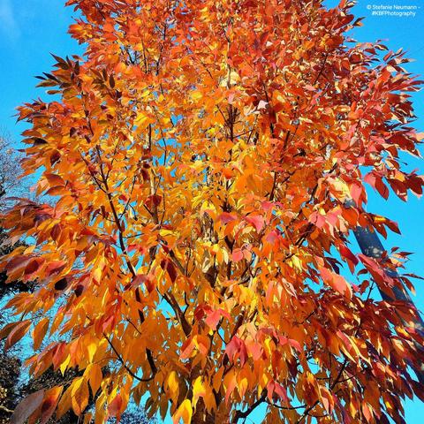 A red-and-orange tree canopy against a clear-blue sky.