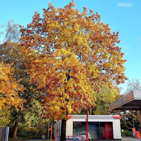 A yellow-and-orange oak canopy against a clear-blue sky.