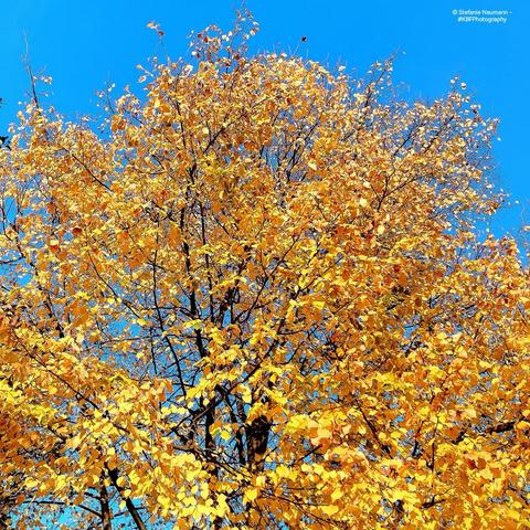A yellow linden canopy against a clear-blue sky.