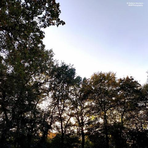 Various backlit, autumnal tree canopies against a blue-and-golden sky.