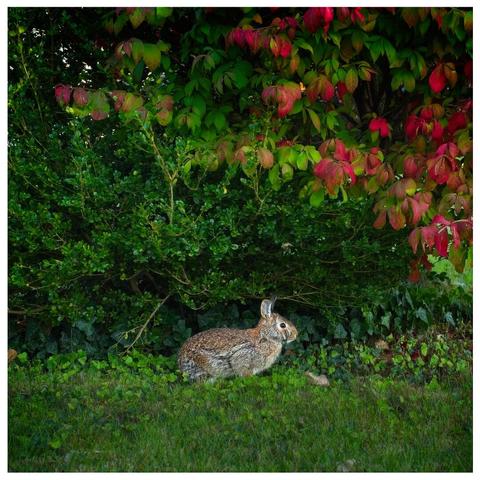 Bunny posing for a portrait underneath red and green foliage.