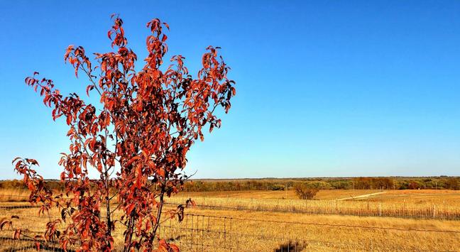 A fiery red-leafed American plum next to a dormant golden pastures and empty corn fields with a blue sky above.