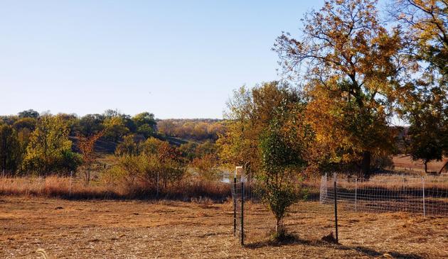 Green, yellow, and gold leafed trees with rolling trees hills in the background.