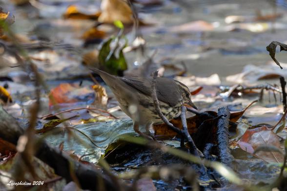 Northern Waterthrush foraging in the mud alongside a creek.