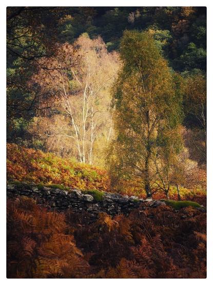 A silver birch tree is hit by light making it stand out against the trees around it