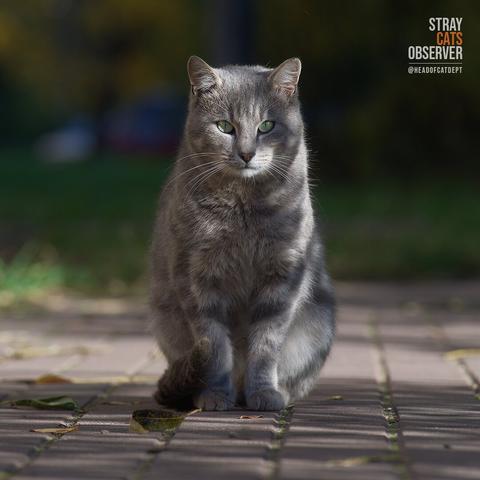 Portrait of a gray tabby cat illuminated through tree branches