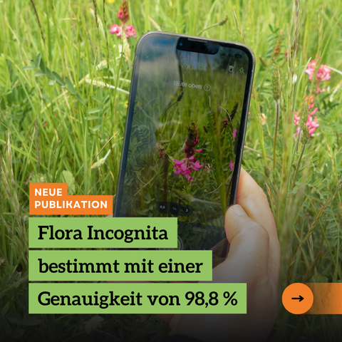Banner, was  bildfüllend zeigt wie jemand eine Blume bestimmt. Darüber ein Text-Overlay: Neue Publikation - Flora Incognita bestimmt mit einer Genauigkeit von 98,8 %. Ein Pfeil deutet an, dass es ein weiteres Banner gibt. Dieses befindet sich in der Antwort auf diesen Post.