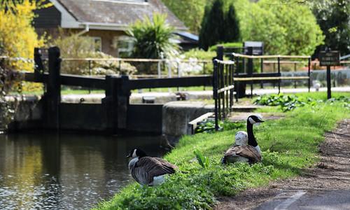 A photo titled "Lea Valley Navigation Walk", taken near Lock 12, Rammey Marsh Lock by Mark Wordy on Flickr.