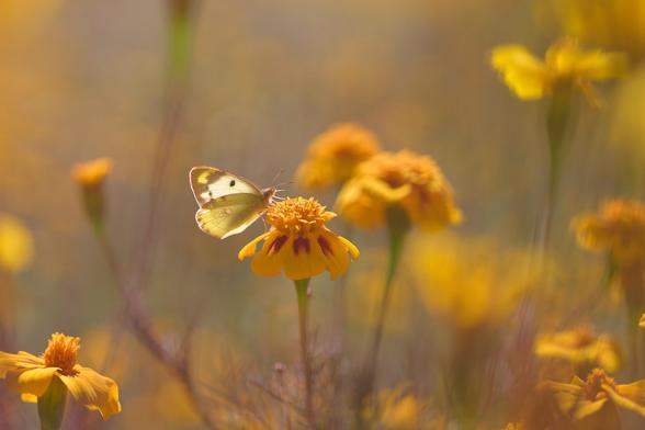 Might have been a "clouded yellow" of some sort. Might not. Saw about 7 species of butterfly today. One was a grass dart, very cute. One was a pale blue of some sort, and another maybe the female of a sapphire. I used to know this stuff better, but my brain grows lazy by the hour!