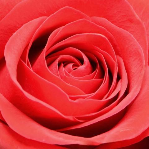 A close-up view of a red rose. The petals are tightly curled in a spiral pattern, creating a visually appealing and intricate design. The vibrant red color of the petals is striking and draws attention to the natural beauty of the flower.