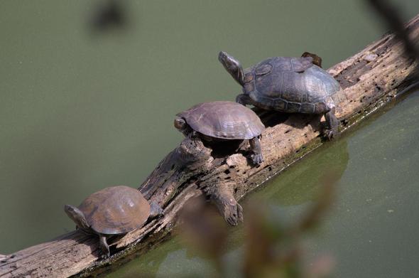 Three turtles sit in a line on a log that is in a murky green pond. The right-most and left-most turtles have their necks fully extend, while the middle turtle is mostly in its shell.
