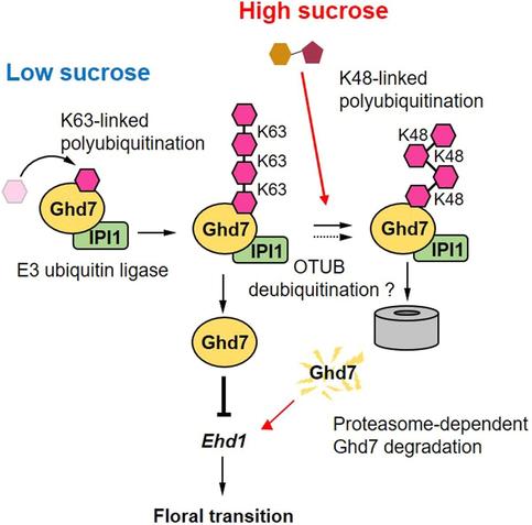 This flow diagram shows that, in response to high sucrose, the E3 ligase IDEAL PLANT ARCHITECTURE 1 INTERACTOR 1 mediates the K48-linked polyubiquitination of the flowering repressor Grain and heading date 7 (Ghd7), leading to its degradation and thereby accelerating flowering in rice.