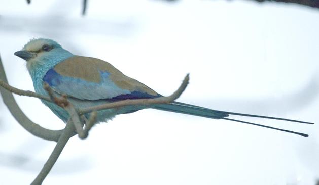 A photograph of a long blue bird with a long tail on a bare branch. This is the Abyssinian Roller. Photo was taken at sunset in shade because that's where the bird approached me, so it's a little noisy... Photo by Peachfront. March 2024. Senegal.