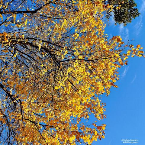 A backlit, autumnal, yellow linden canopy against a blue sky.