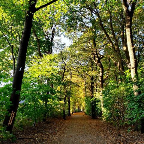 View along a path into backlit, autumnal woods.