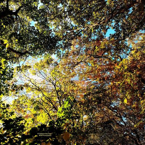 View into various backlit, autumnal tree canopies.